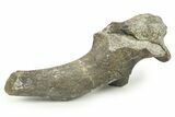 Fossil Dinosaur Vertebra Transverse Process - Montana #265984-1